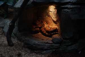 SINGAPORE ZOO (245)